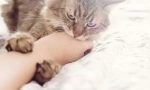 Защо котката ухапва, когато се гали?